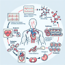 Comment le Sustanon 250 affecte le fonctionnement du système cardiovasculaire