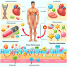 Effet du phénylpropionate de testostérone sur le métabolisme