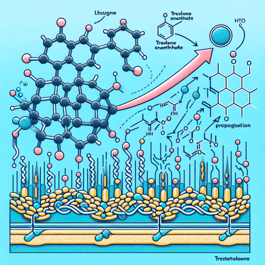 La Trestolone Énanthate stimule-t-elle la production de collagène ?
